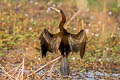 Oriental Darter Anhinga melanogaster