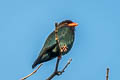 Oriental Dollarbird Eurystomus orientalis orientalis