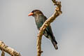 Oriental Dollarbird Eurystomus orientalis orientalis