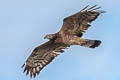 Oriental Honey Buzzard Pernis ptilorhynchus orientalis