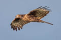 Oriental Honey Buzzard Pernis ptilorhynchus orientalis