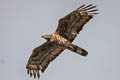 Oriental Honey Buzzard Pernis ptilorhynchus orientalis