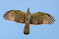 Oriental Honey Buzzard Pernis ptilorhynchus orientalis