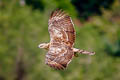 Grey-faced Buzzard Butastur indicus