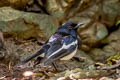 Oriental Magpie-Robin Copsychus saularis saularis 