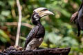 Oriental Pied Hornbill Anthracoceros albirostris albirostris 