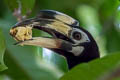 Oriental Pied Hornbill Anthracoceros albirostris albirostris 