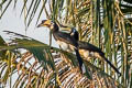 Oriental Pied Hornbill Anthracoceros albirostris albirostris 