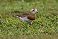 Oriental Plover Anarhynchus veredus