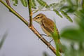 Oriental Reed Warbler Acrocephalus orientalis