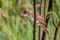 Oriental Reed Warbler Acrocephalus orientalis