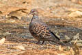 Oriental Turtle Dove Streptopelia orientalis agricola