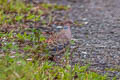 Oriental Turtle Dove Streptopelia orientalis agricola