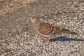 Oriental Turtle Dove Streptopelia orientalis agricola