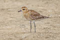 Pacific Golden Plover Pluvialis fulva 