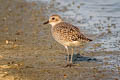 Pacific Golden Plover Pluvialis fulva 