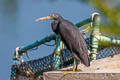 Pacific Reef Heron Egretta sacra sacra (Eastern Reef Egret)