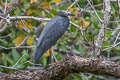 Pacific Reef Heron Egretta sacra sacra (Eastern Reef Egret)