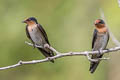 Pacific Swallow Hirundo tahitica javanica