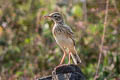 Paddyfield Pipit Anthus rufulus rufulus 