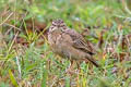 Paddyfield Pipit Anthus rufulus rufulus 