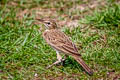 Paddyfield Pipit Anthus rufulus rufulus 