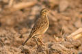 Paddyfield Pipit Anthus rufulus rufulus 