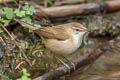 Paddyfield Warbler Acrocephalus agricola agricola