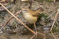 Paddyfield Warbler Acrocephalus agricola agricola