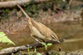 Paddyfield Warbler Acrocephalus agricola agricola