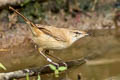 Paddyfield Warbler Acrocephalus agricola agricola