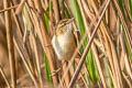 Paddyfield Warbler Acrocephalus agricola agricola