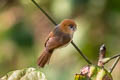 Pale-billed Parrotbill Suthora atrosuperciliaris atrosuperciliaris (Black-browed Parrotbill)