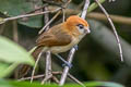 Pale-billed Parrotbill Suthora atrosuperciliaris atrosuperciliaris (Black-browed Parrotbill)