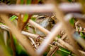 Pale-footed Bush Warbler Hemitesia pallidipes laurentei