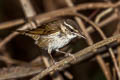 Pale-legged Leaf Warbler Phylloscopus tenellipes