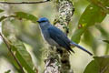 Pale Blue Flycatcher Cyornis unicolor unicolor