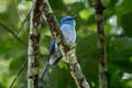 Pale Blue Flycatcher Cyornis unicolor unicolor