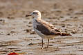 Pallas's Gull Ichthyaetus ichthyaetus (Great Black-headed Gull)