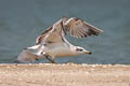 Pallas's Gull Ichthyaetus ichthyaetus (Great Black-headed Gull)