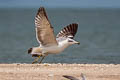 Pallas's Gull Ichthyaetus ichthyaetus (Great Black-headed Gull)