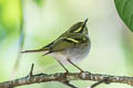 Pallas's Leaf Warbler Phylloscopus proregulus proregulus