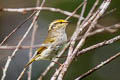 Pallas's Leaf Warbler Phylloscopus proregulus proregulus