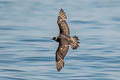 Parasitic Jaeger Stercorarius parasiticus (Arctic Skua)