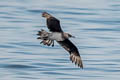 Parasitic Jaeger Stercorarius parasiticus (Arctic Skua)