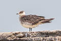 Parasitic Jaeger Stercorarius parasiticus (Arctic Skua)