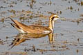 Pheasant-tailed Jacana Hydrophasianus chirurgus 