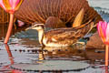 Pheasant-tailed Jacana Hydrophasianus chirurgus 