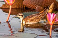 Pheasant-tailed Jacana Hydrophasianus chirurgus 