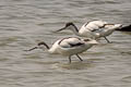 Pied Avocet Recurvirostra avosetta